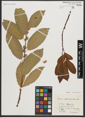 Foto von Salix appendiculata Vill.